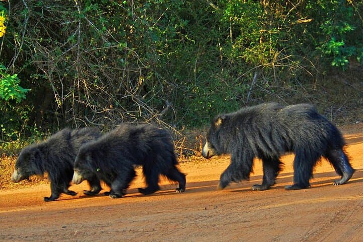 4-Day Sri Lanka: Beach, Elephant & Leopard Safaris from Colombo photo 3
