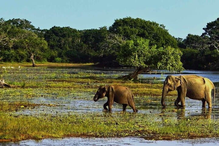 4-Day Sri Lanka: Beach, Elephant & Leopard Safaris from Colombo photo 4