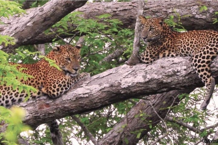 4-Day Sri Lanka: Beach, Elephant & Leopard Safaris from Colombo photo 5