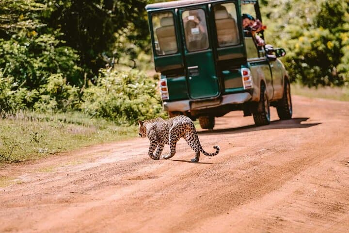 4-Day Sri Lanka: Beach, Elephant & Leopard Safaris from Colombo photo 6