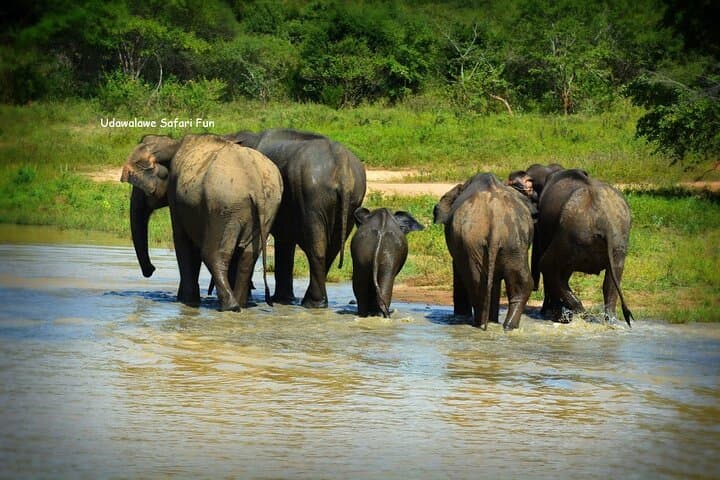 Udawalawe Safari: Full-Day Elephant and Wildlife Safari from Udawalawe photo 3