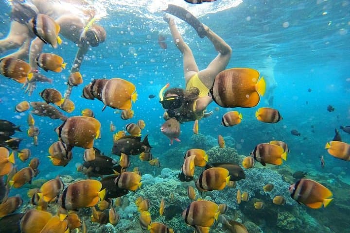 Snorkeling Nusa Penida: Manta Rays, Crystal Bay & Marine Walls from Bali photo 4