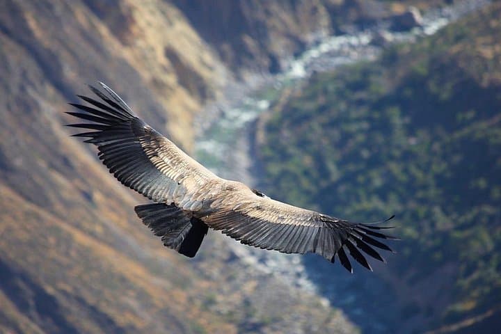 Private Colca Canyon 2-Day Tour from Arequipa: Cruz del Condor & Hot Springs photo 2