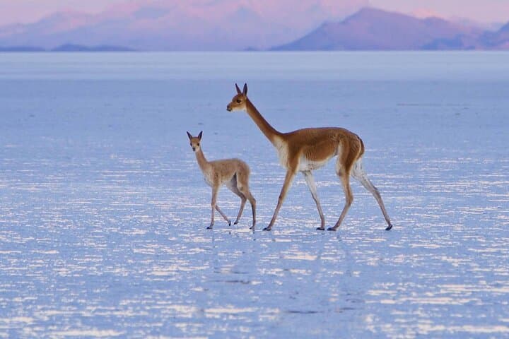 Salar de Uyuni & Laguna Colorada: 2-Day Private Tour from Uyuni photo 4
