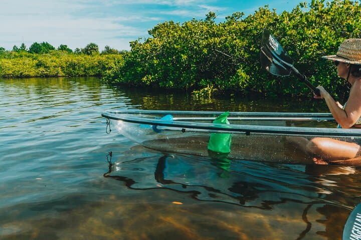 Clear Kayak Manatee Tour — Paddle Tarpon Springs' Anclote River photo 5