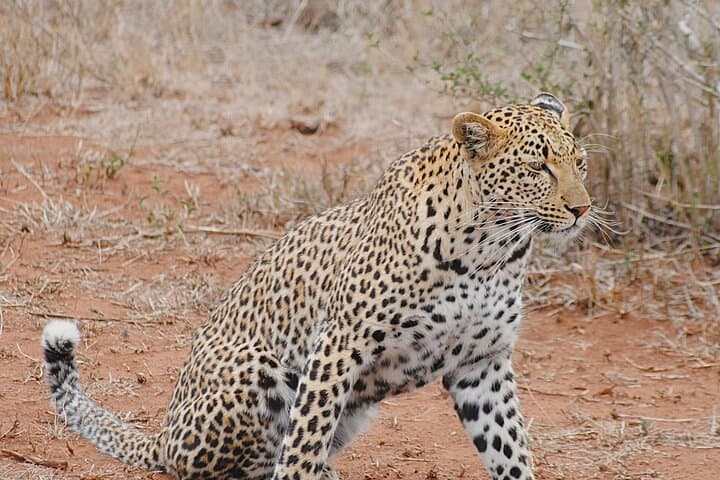 2-Night Kruger Lion King Safari from Nelspruit — Big Five & Night Drives photo 3