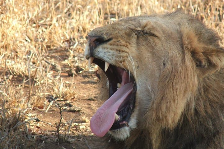2-Night Kruger Lion King Safari from Nelspruit — Big Five & Night Drives photo 4