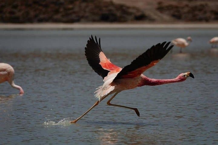 5-Day Private Uyuni Salt Flats & Eduardo Avaroa Tour from La Paz