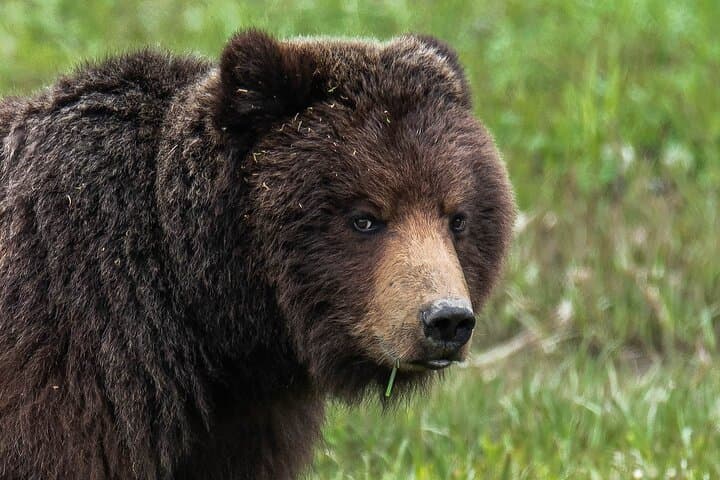 Peak-Season Bear Viewing by Seaplane Near Juneau: Chichagof Island Brown Bears photo 3