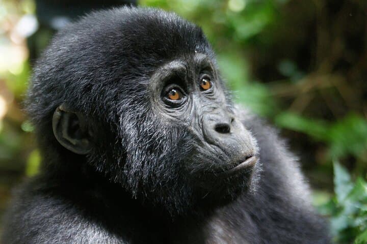 4-Day Private Gorilla Trekking in Bwindi National Park — Private Bwindi Safari