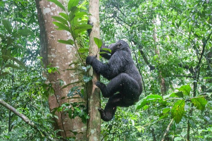 4-Day Private Gorilla Trekking in Bwindi National Park — Private Bwindi Safari photo 2