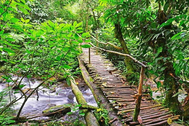 4-Day Private Gorilla Trekking in Bwindi National Park — Private Bwindi Safari photo 4