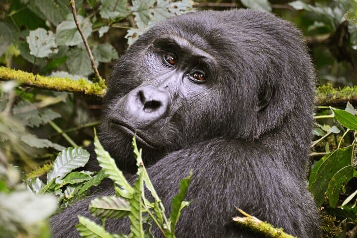 4-Day Private Gorilla Trekking in Bwindi National Park — Private Bwindi Safari photo 5
