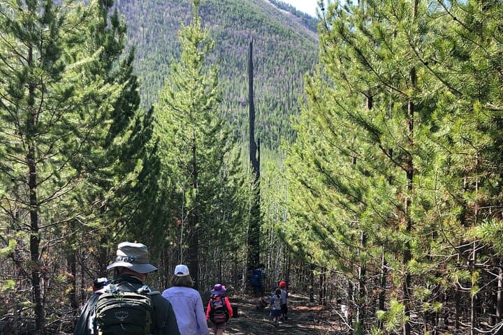 Guided Nature Walk in Glacier National Park: Lake McDonald & North Fork Explorer