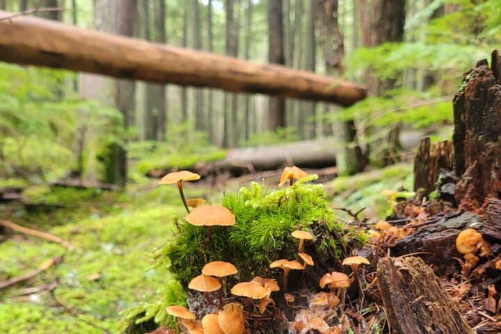 Guided Nature Walk in Glacier National Park: Lake McDonald & North Fork Explorer photo 2