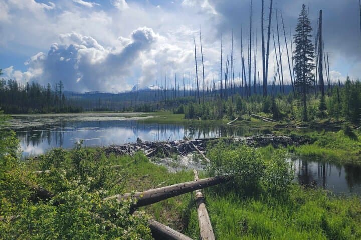 Guided Nature Walk in Glacier National Park: Lake McDonald & North Fork Explorer photo 5