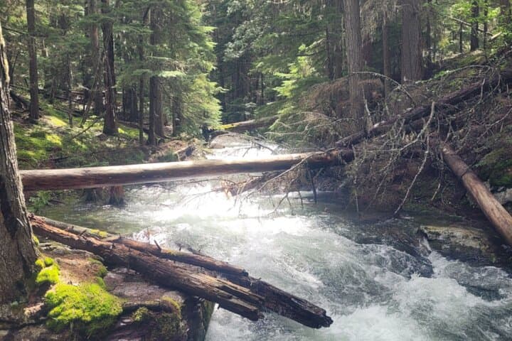Guided Nature Walk in Glacier National Park: Lake McDonald & North Fork Explorer photo 6