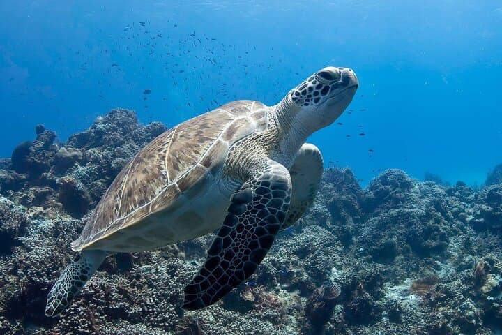 Introductory Scuba Diving in Cozumel Reefs: Guided Two-Dive Experience photo 2