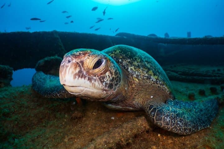 Cozumel Two-Tank Reef Dive: Palancar Walls & Marine Life by Boat photo 6