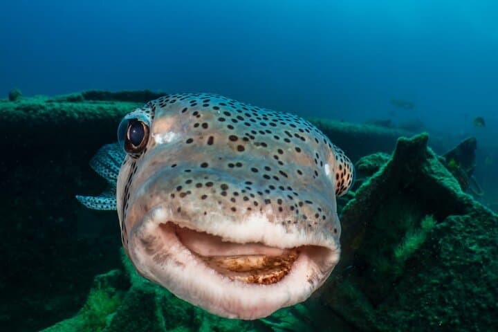 Introductory Scuba Diving in Cozumel Reefs: Guided Two-Dive Experience photo 6