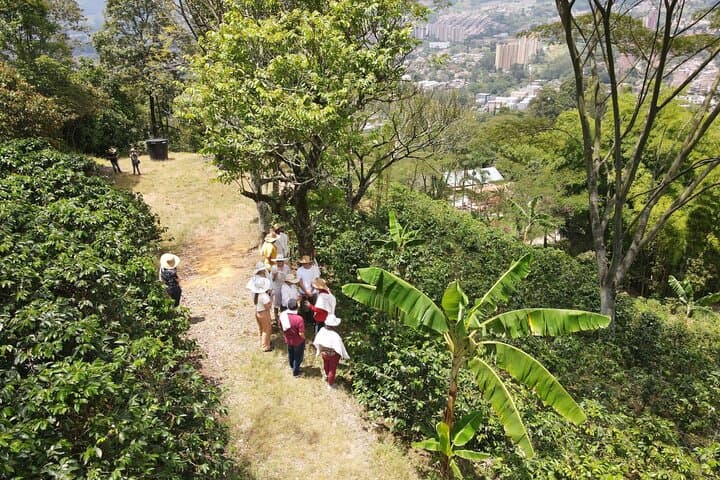 Half-Day Coffee Farm Tour Near Medellín — From Seed to Cup photo 3