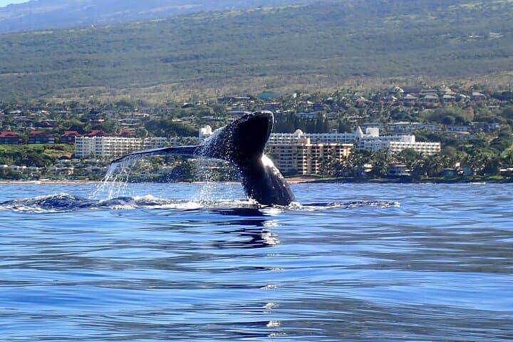 Kayak Whale Watching in Maui: Makena Landing Humpback Experience