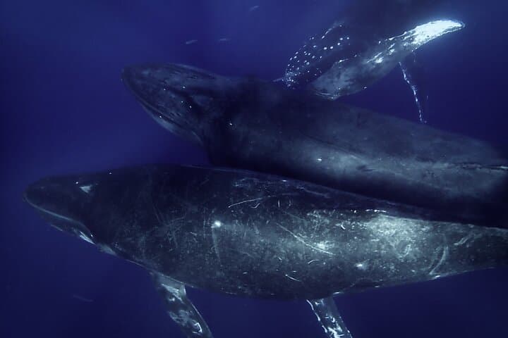Kayak Whale Watching in Maui: Makena Landing Humpback Experience photo 4