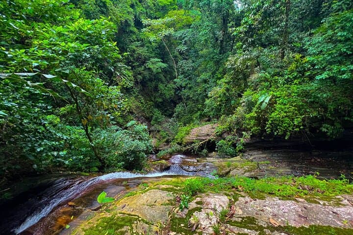 Makandawa Rainforest Old Waterfall Hike — Day Tour with Canoe & Birding photo 5