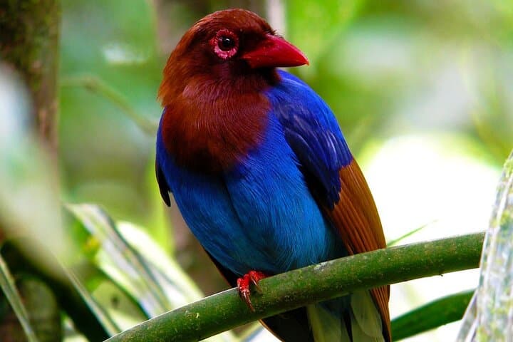 Makandawa Rainforest Old Waterfall Hike — Day Tour with Canoe & Birding photo 6
