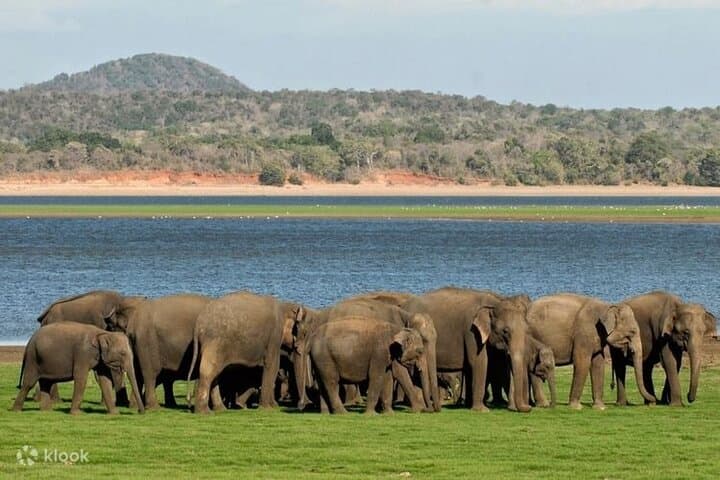 Sigiriya Lion Rock and Minneriya Elephant Safari: Day Trip from Colombo photo 6