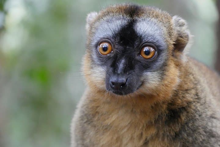 Half-Day Private Tour to Lemur's Park from Antananarivo — Wildlife, Views & Local Life