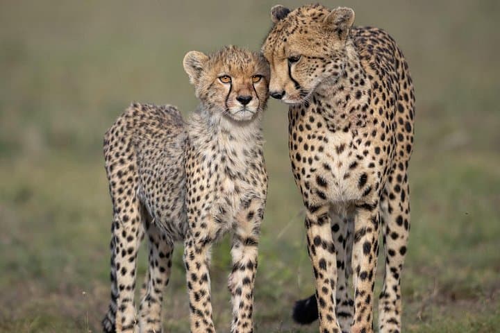 9-Day Private Serengeti & Ngorongoro Photographic Safari photo 1