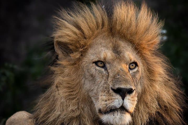 9-Day Private Serengeti & Ngorongoro Photographic Safari photo 4