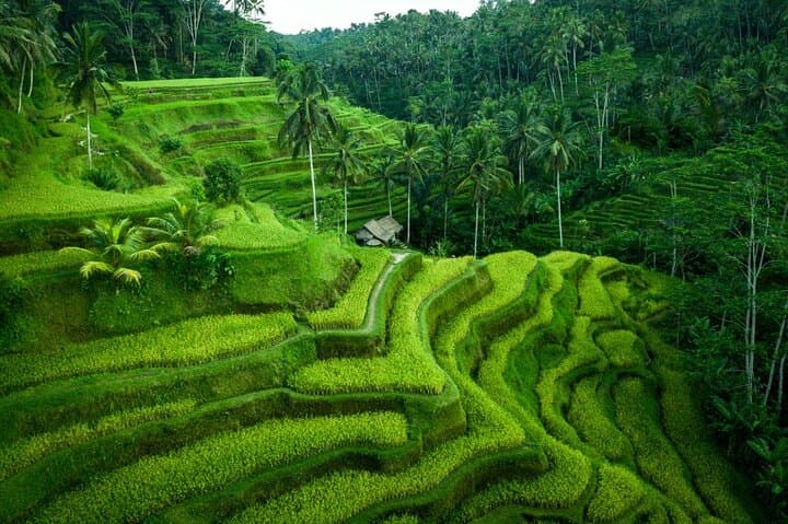 Ubud Day Tour: Monkey Forest, Tegalalang Rice Terraces, Tirta Empul & Waterfall