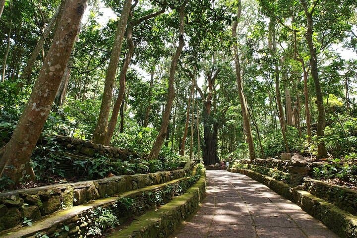 Ubud Day Tour: Monkey Forest, Tegalalang Rice Terraces, Tirta Empul & Waterfall photo 2