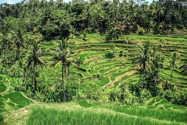 Ubud Day Tour: Monkey Forest, Tegalalang Rice Terraces, Tirta Empul & Waterfall photo 3