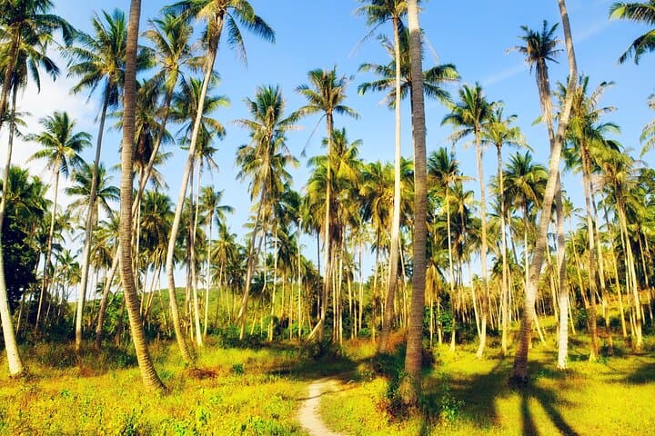 Private Jungle Safari & Waterfall Full-Day Tour in Koh Samui photo 2