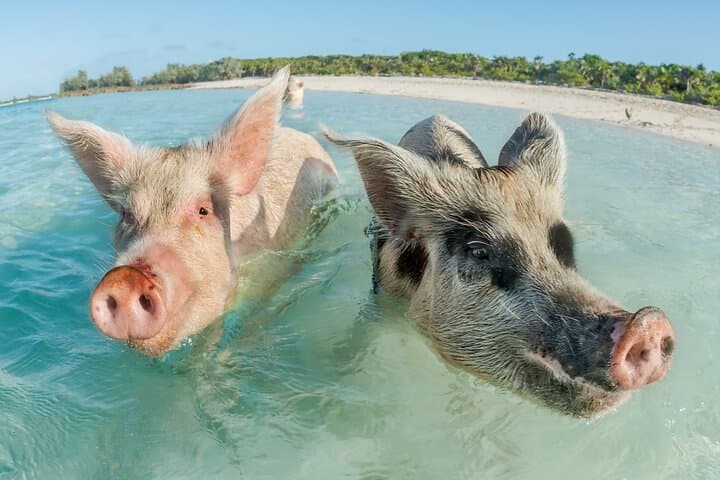 Private Long-Tail Boat to Pig Island & Koh Tan — Day Trip from Koh Samui photo 1