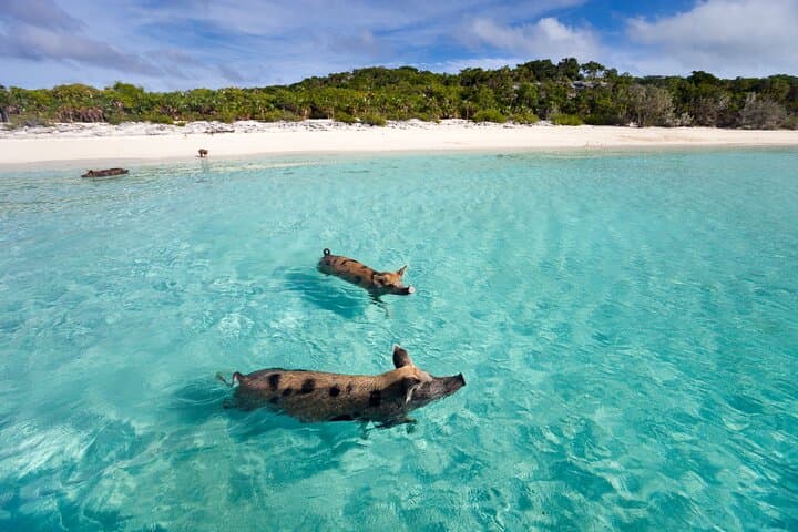 Private Long-Tail Boat to Pig Island & Koh Tan — Day Trip from Koh Samui photo 2