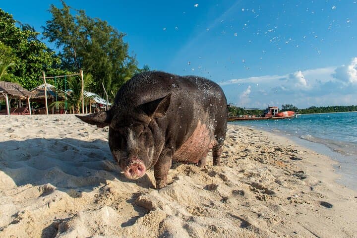 Private Long-Tail Boat to Pig Island & Koh Tan — Day Trip from Koh Samui photo 3