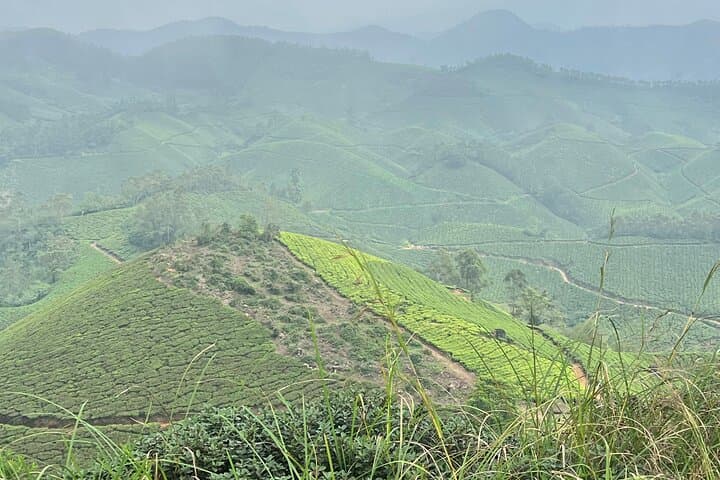 Lakshmi Hills Hike: Tea Plantations, Shola Forests & Munnar Views photo 5