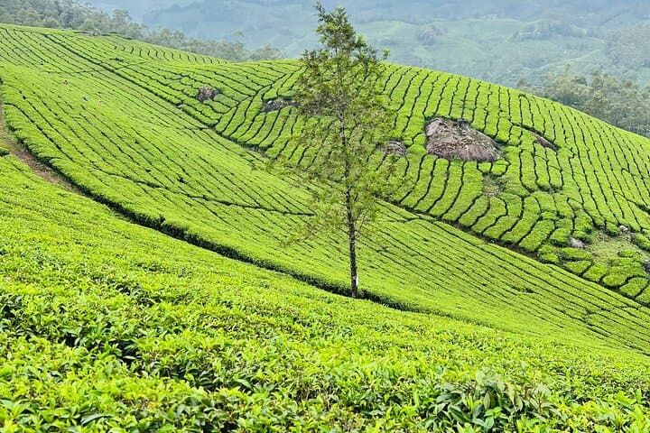 Lakshmi Hills Hike: Tea Plantations, Shola Forests & Munnar Views photo 6