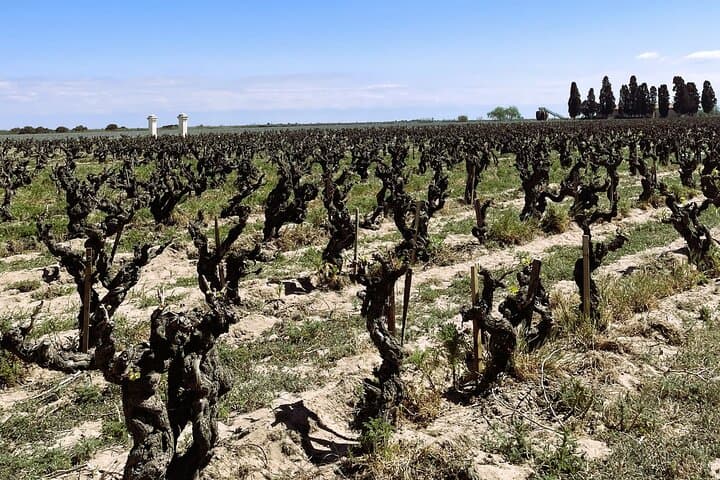 Camargue Day Trip: Flamingos, Wine & Aigues-Mortes photo 2