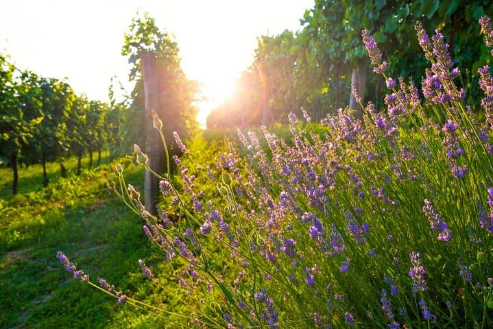 Full-Day Private Provence Wine Tour from Nice — Chateau Tastings & Vineyard Lunch