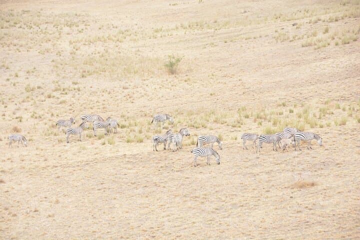 8-Day Private Safari: Tanzania’s Southern Circuit — Selous, Mikumi, Udzungwa & Ruaha photo 4