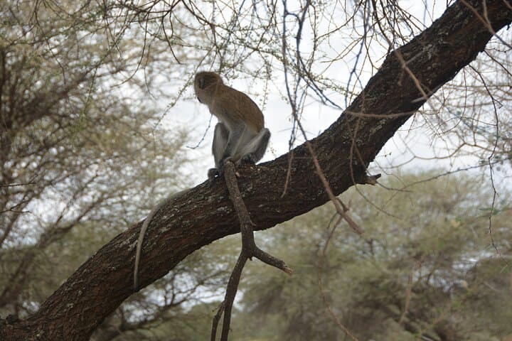 8-Day Private Safari: Tanzania’s Southern Circuit — Selous, Mikumi, Udzungwa & Ruaha photo 5