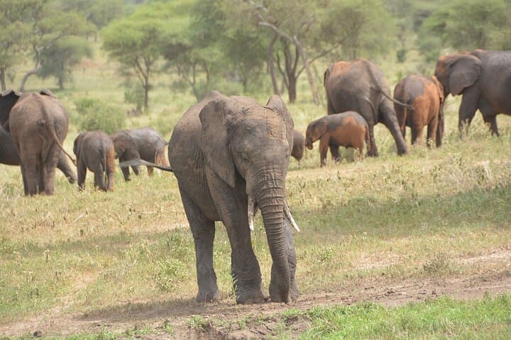 8-Day Private Safari: Tanzania’s Southern Circuit — Selous, Mikumi, Udzungwa & Ruaha photo 6