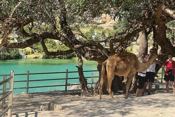 Half-Day Private Tour to Wadi Darbat Waterfall & Taqah Beach (Salalah) photo 3