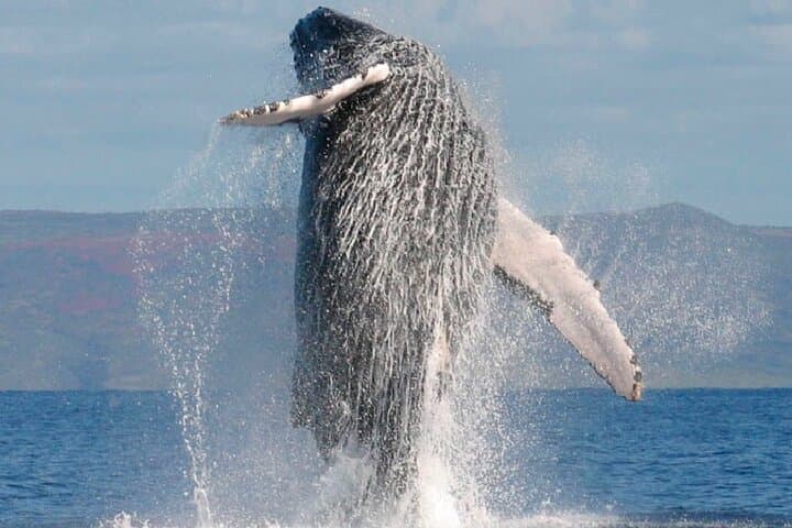 Cabo San Lucas Whale Watching by Double‑Decker Catamaran — El Arco Views & Breakfast photo 5
