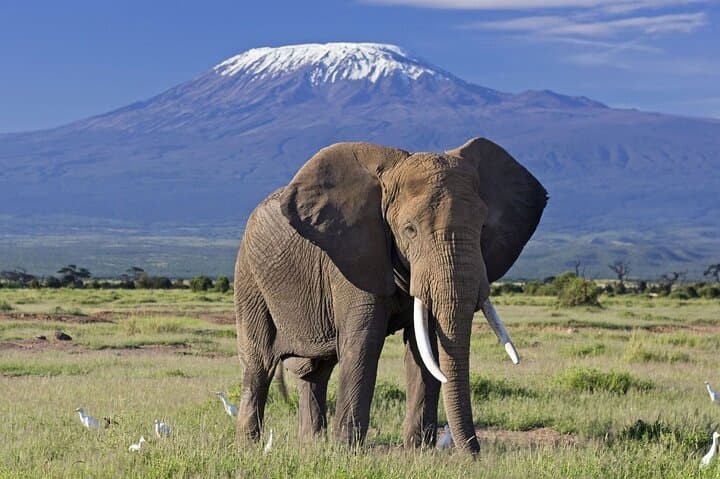 7-Day Kenya Safari: Masai Mara, Nakuru, Naivasha & Amboseli Private Tour
